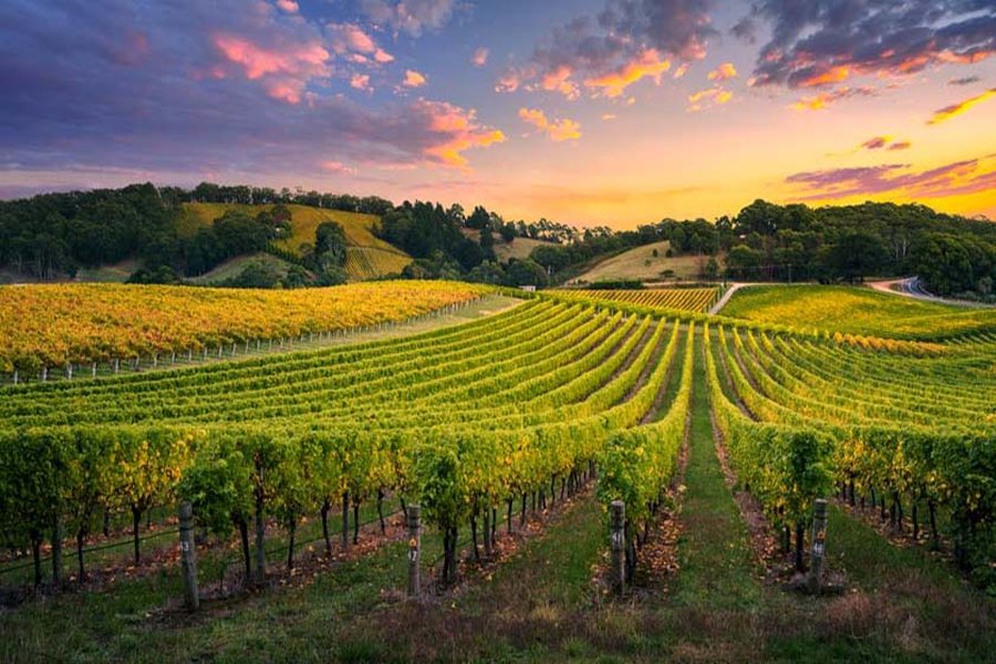 Vine rows fanning out under a pink and gold sunset in the Barossa Valley