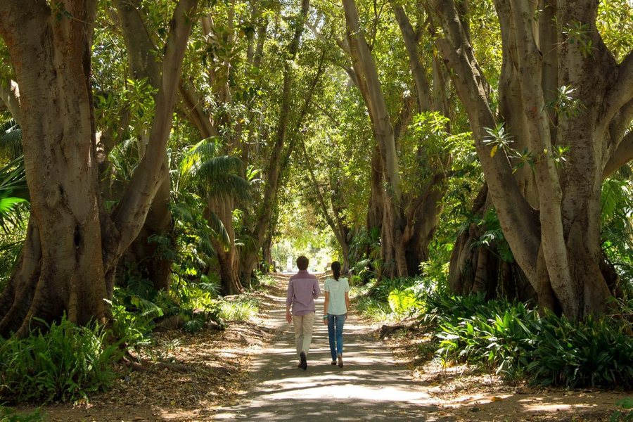 A couple walking beneath the arching fig trees of the Adelaide Botanic Garden
