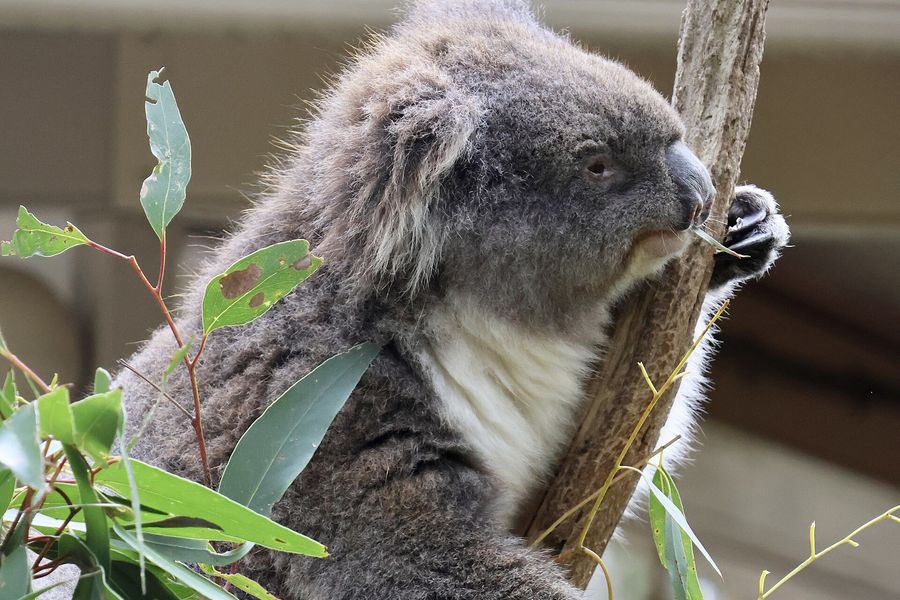 A koala eating eucalyptus leaves at Cleland Wildlife Park