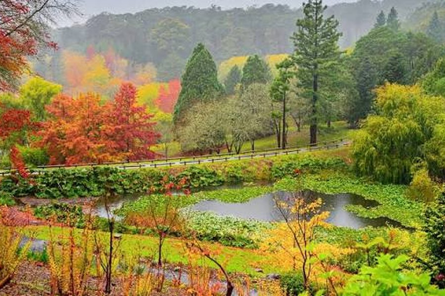 Autumn colours around the lake at Mount Lofty Botanic Garden in the Adelaide Hills