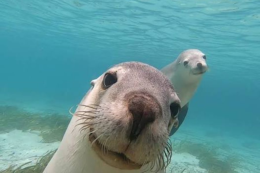 Two curious Australian sea lions swimming up to the camera in clear turquoise water